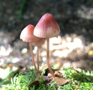 Seen at Diddleum (PR)