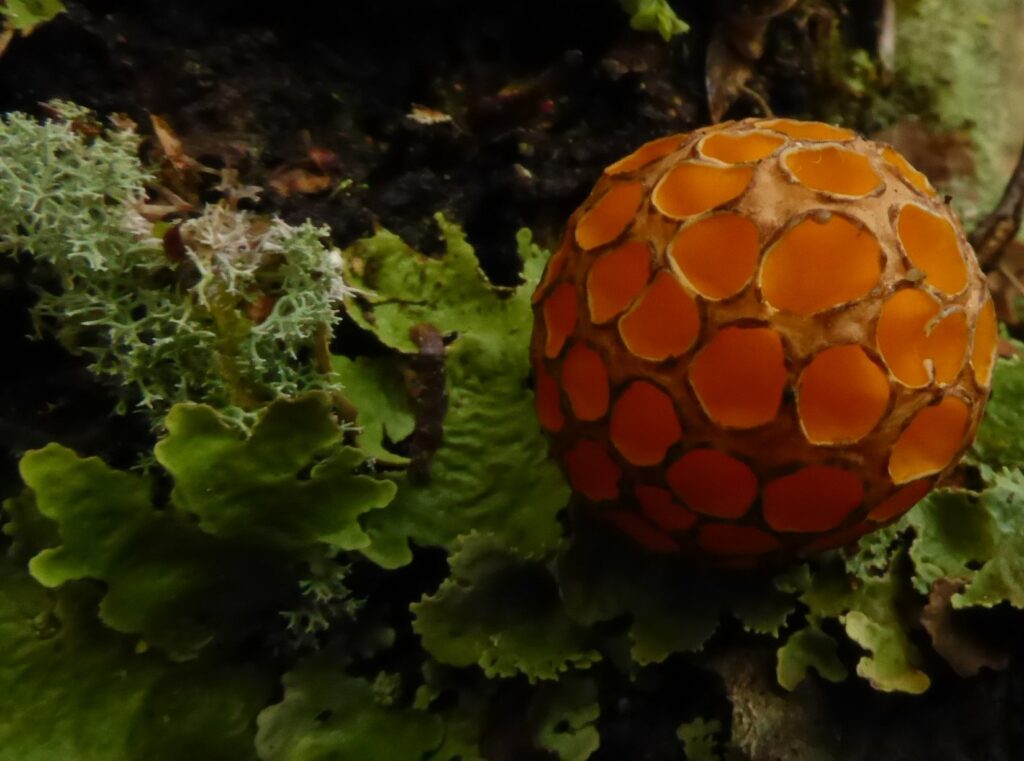 Cyttaria gunnii (LB)