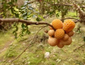 Cyttaria gunnii - myrtle oranges (LB)