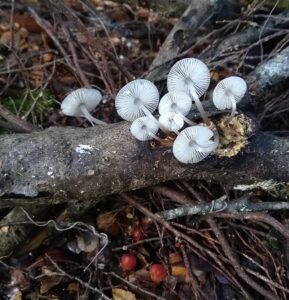 Mycena carmeliana at Diddleum (LR)