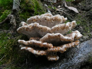 Postia punctata (LB)