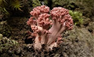 Ramaria botrytis (LB)