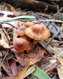 Cortinarius mastoideus (LR)