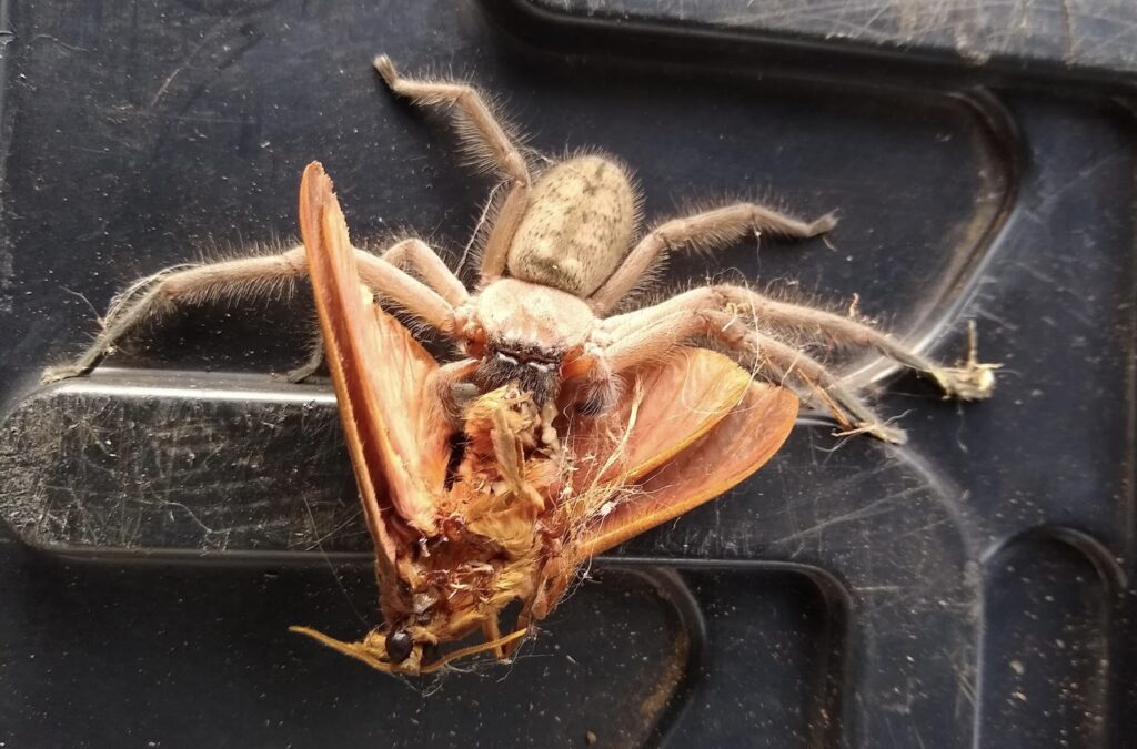 Huntsman spider (Delena cancerides) devouring large moth (LR)