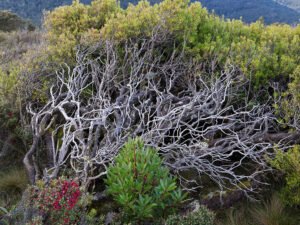Mt Scott (LB)