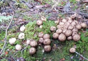 Lycoperdon periatum (LR)