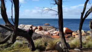 Orange lichen (Calaplaca sp) on granodiorite bouders, Binalong Bay (LR)