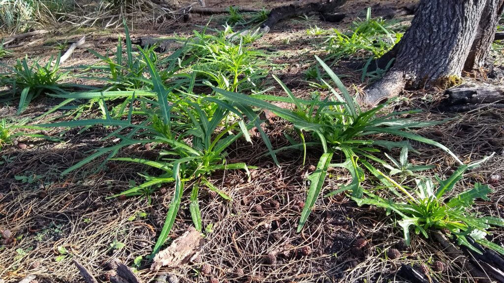 Solanum laciniatum (kangaroo apple) (LR)