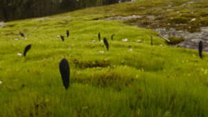 Geoglossum cookeanum (LB)