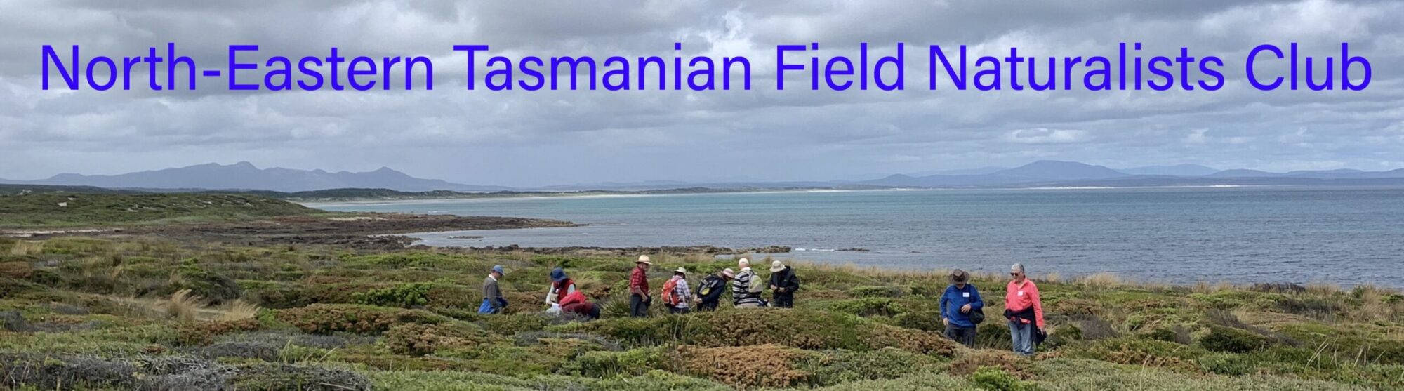 www.netasfieldnats.com.au