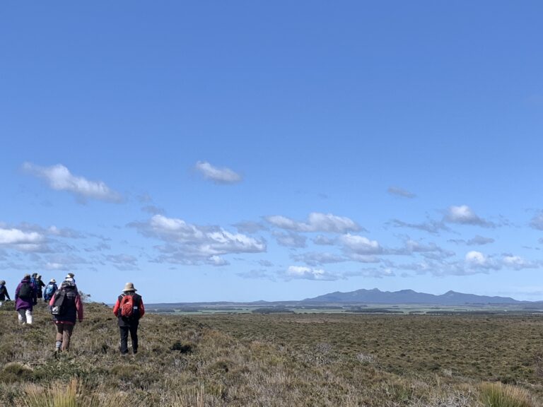 Mount Cameron from Waterhouse Conservation Area (PR)