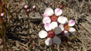 Rosy baekea (LR)