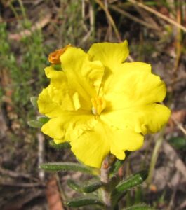Silky guinea flower (LB)