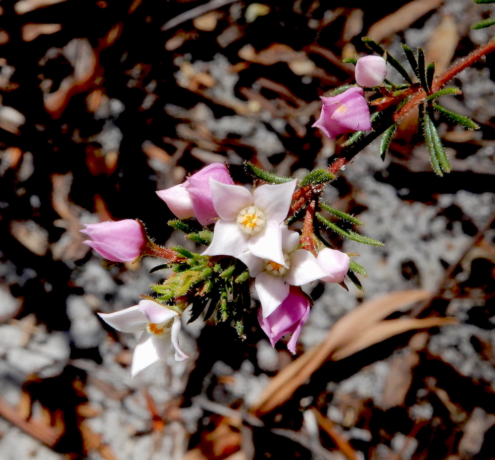 Pink Boronia (Boronia pilosa)(RC)