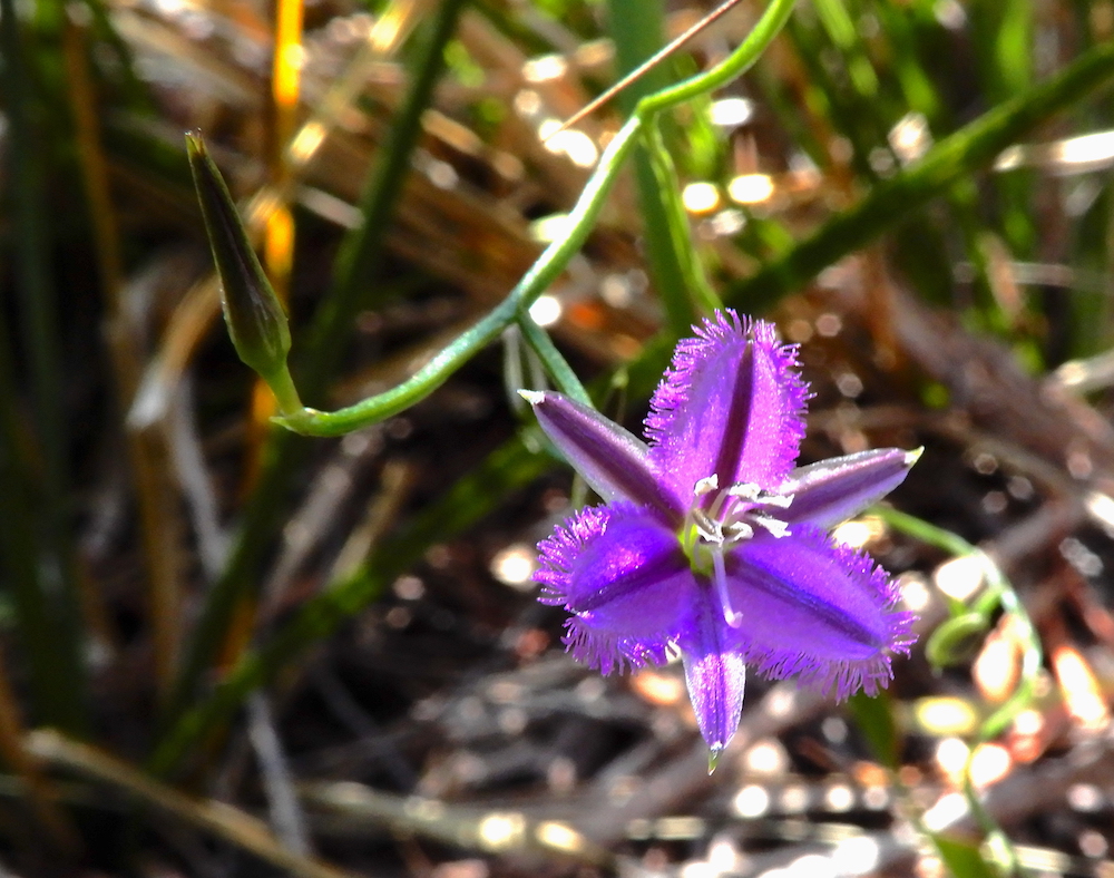 Twining Fringe Lily (Thysanotus patersonii) (RC)