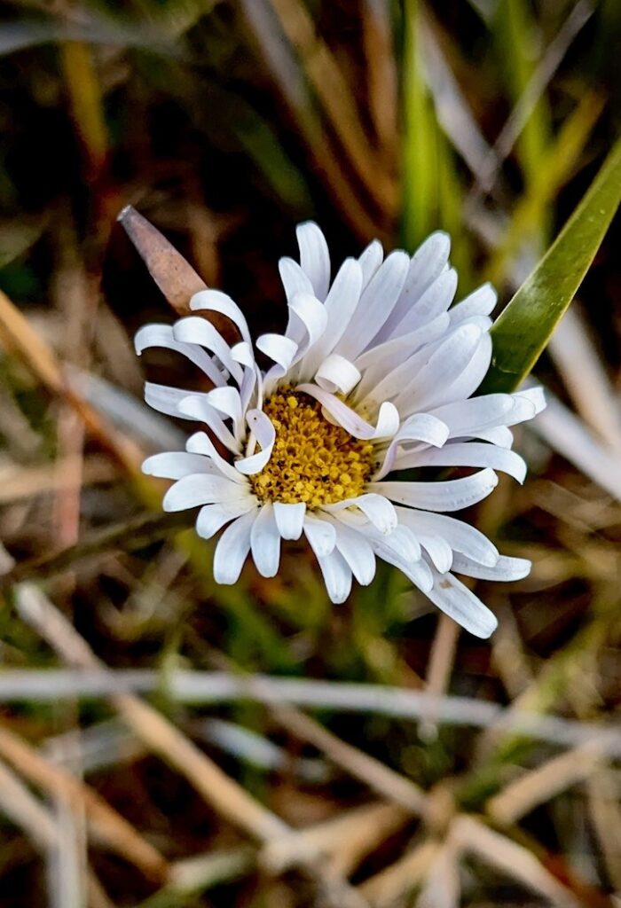 Brachyscome graminea (JW)