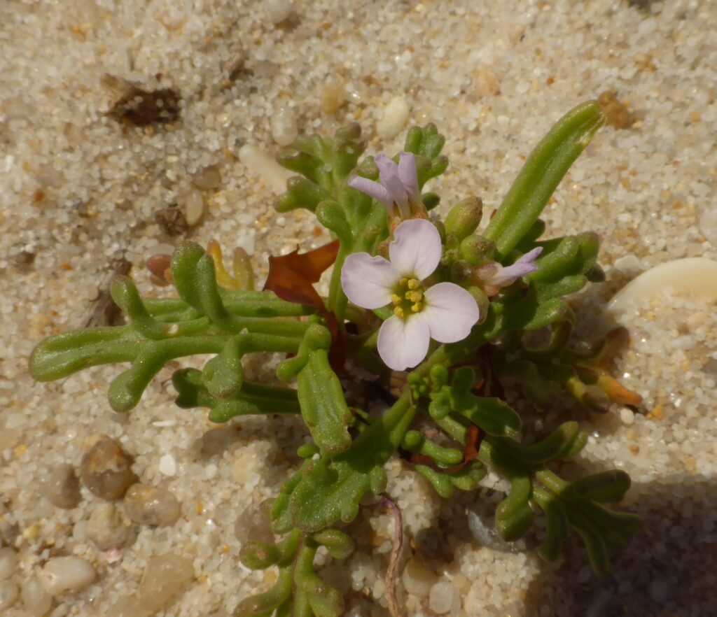 Cakile marítima - sea rocket (LB)