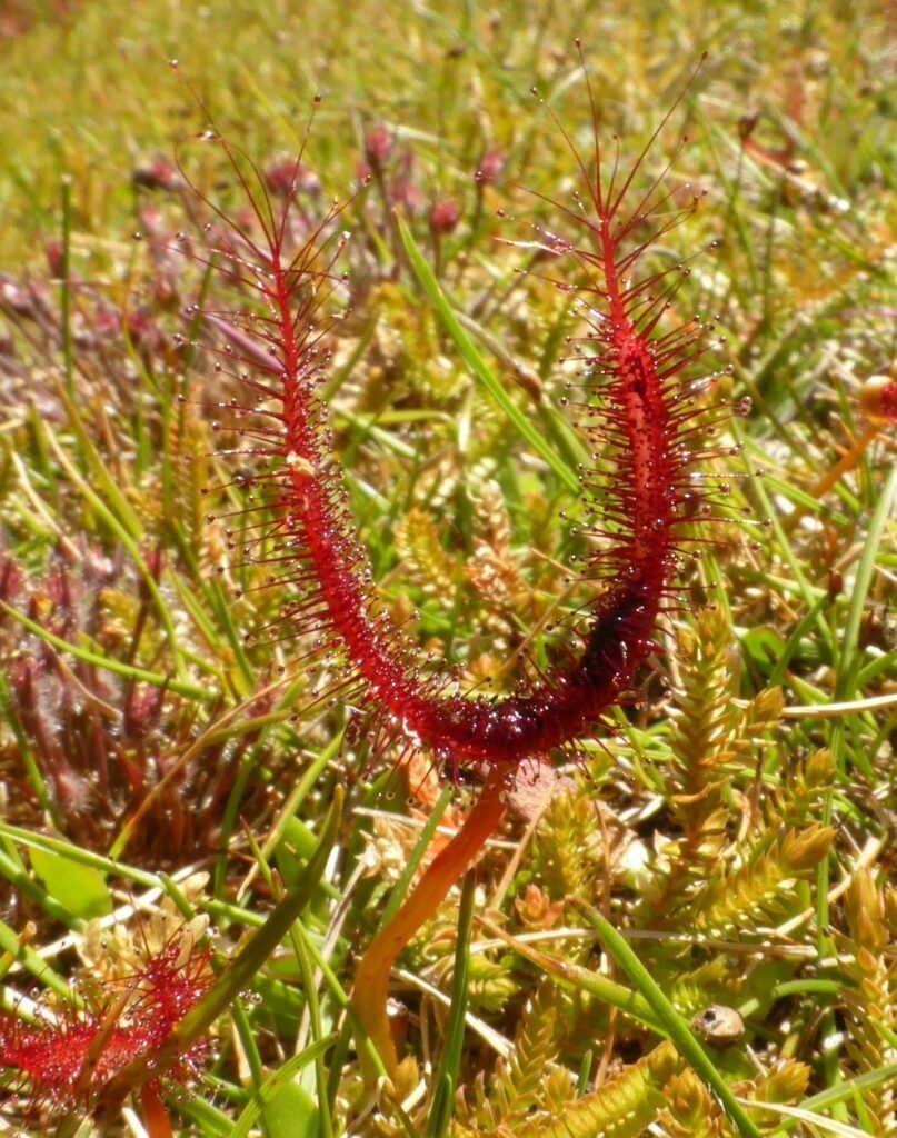 Drosera binata (LB)