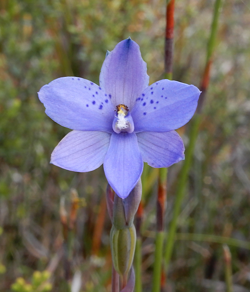 Thelymitra ixioides (RC)