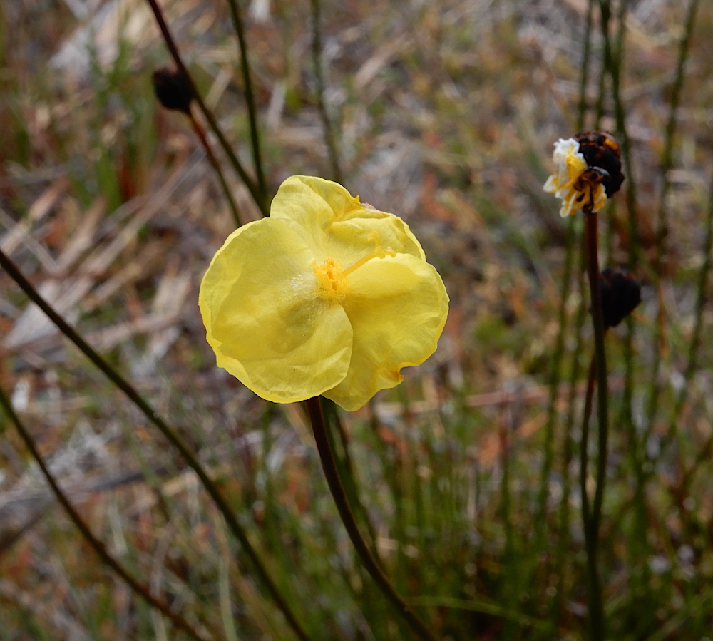 Xyris operculata (RC)