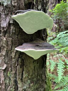 Ganoderma australe, Blue Tier (DW)