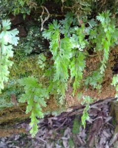 Hymenophyllum sp. (Filmy fern) (LR)
