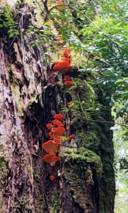 Tyromyces pulcherrimus? (AW)