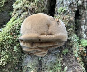 Seen at Mt Michael, Blue Tier (DW)