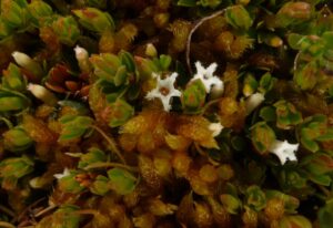 Pentachondra pumila (carpet heath) LB.