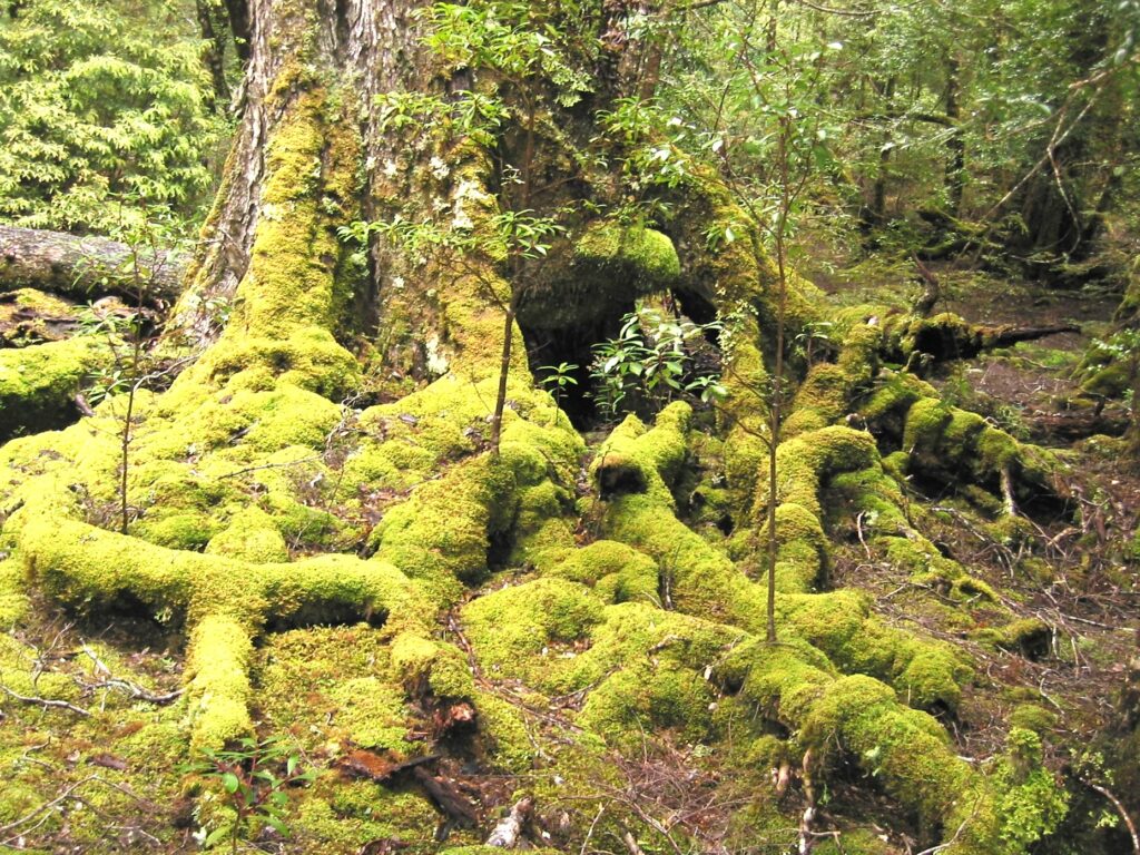 Rain forest, Blue Tier (LB)