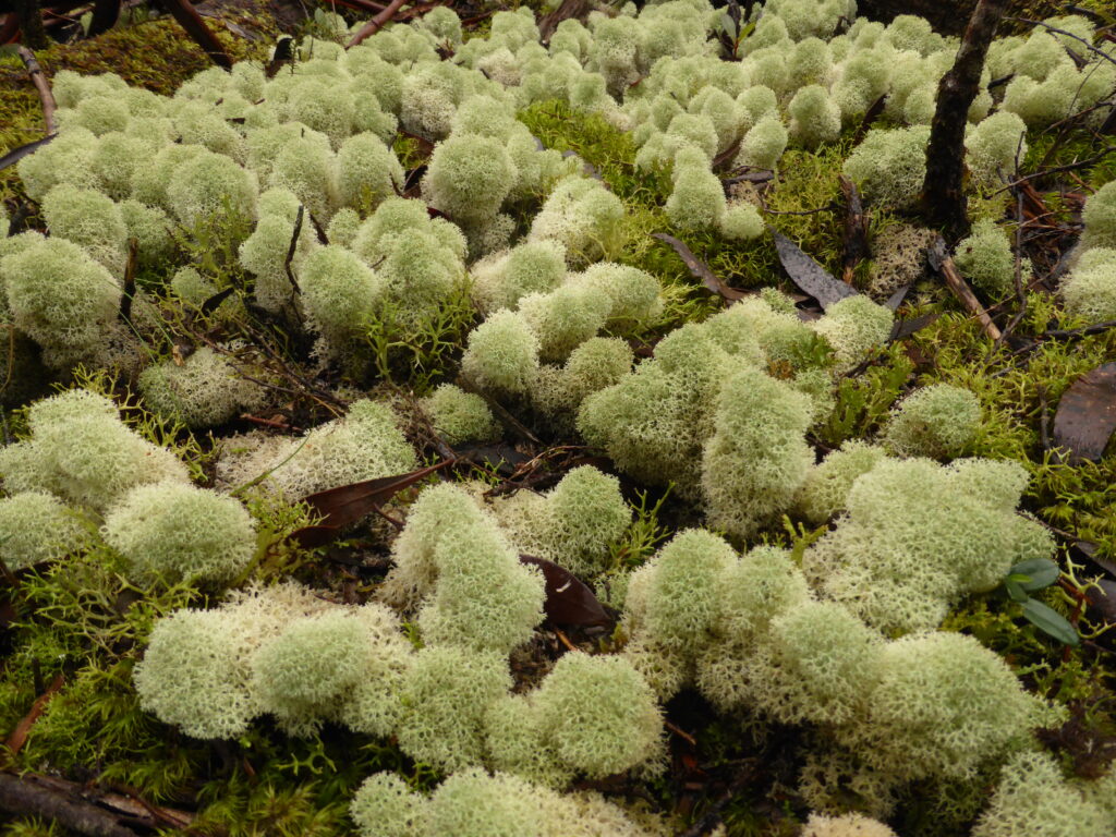 Cladonia sp.(LB)