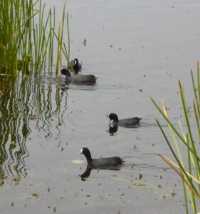 Eurasian coots (LB)