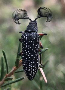 Feather horned beetle (AS)