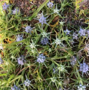 Prickfoot, Narawntapu (AS)