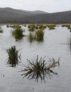 Springlawn seen from the bird hide, Narawntapu