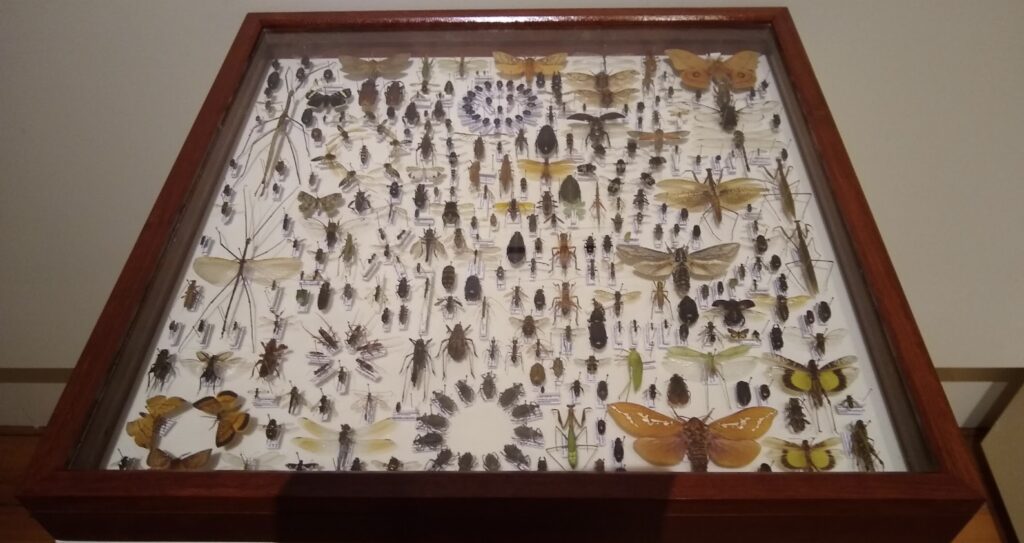 "The diversity of Tasmanian Insects" by Simon Fearn.