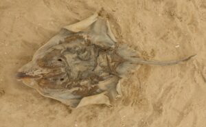 Whitleys Skate with the two distinguishing fins just visible at end of its tail (LB)