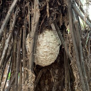 European wasp nest, Briseis Race (PR)