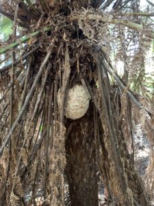 European wasp nest, Briseis Race (PR)