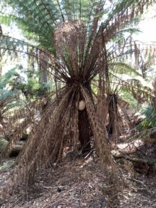 Wasp nest, Briseis Race