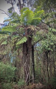 Rough tree fern (Cyathea australis),Mt Horror (JW)