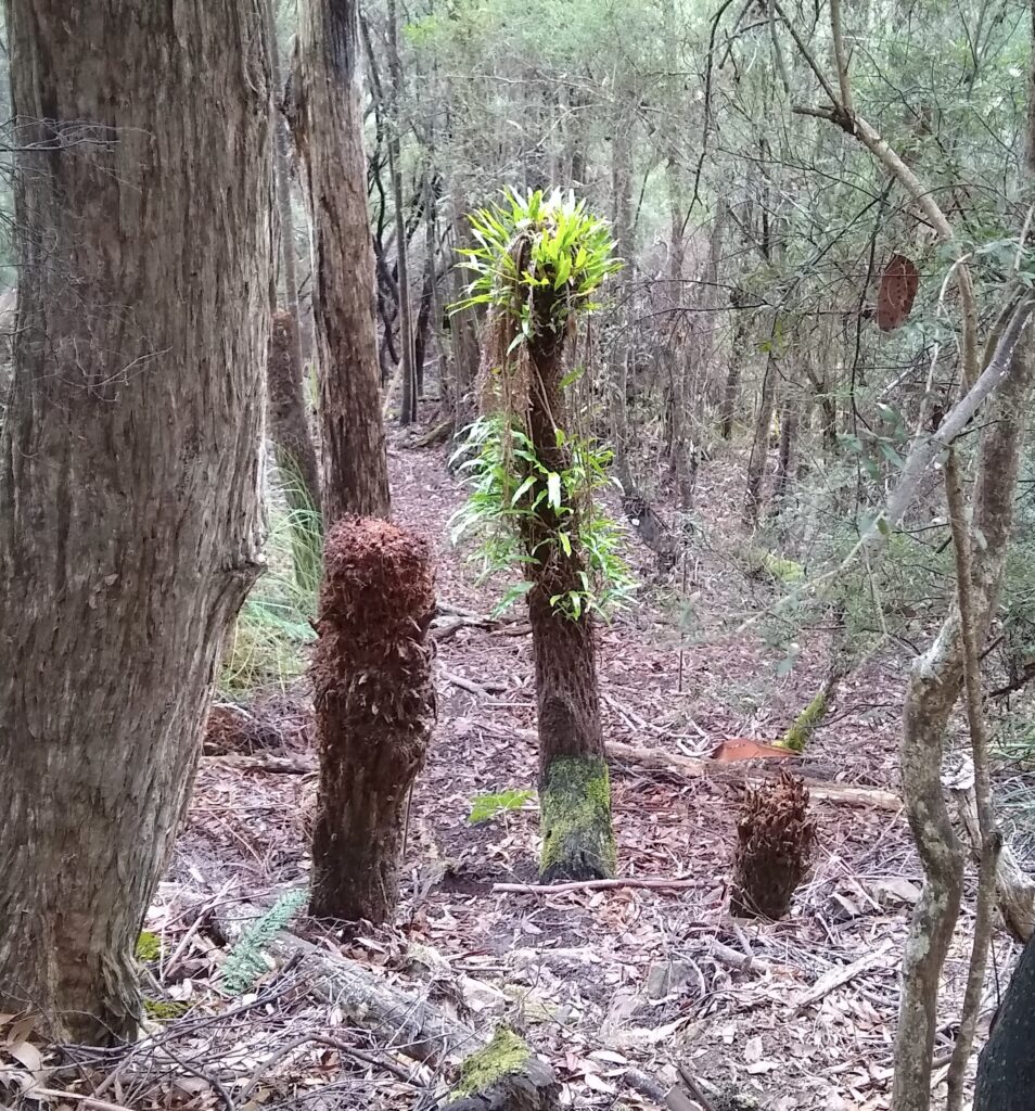 Kangaroo fern (Microsorum pustulatum) (LR)