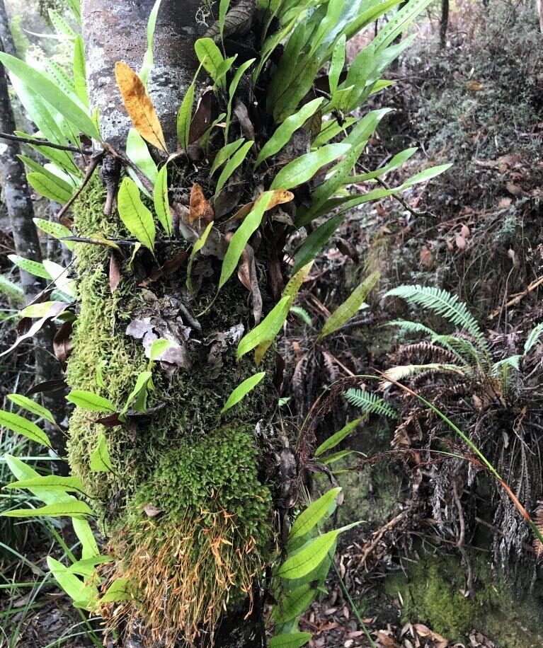 Microsorum pustulatum (LG)