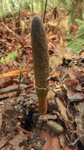 Cordyceps gunnii (LB)