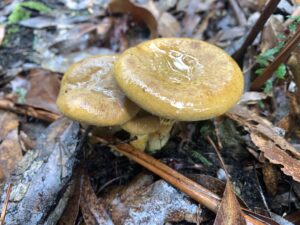 Tricholoma eucalypticum (PR)