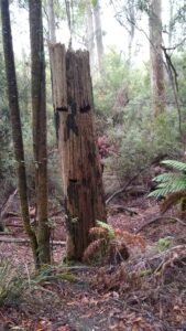 Tree stump with notches where planks were inserted for tree fellers (LR)