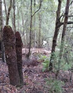 Wire and insulator of emergency telephone line linking the race and the Briseis tin mine (LR)