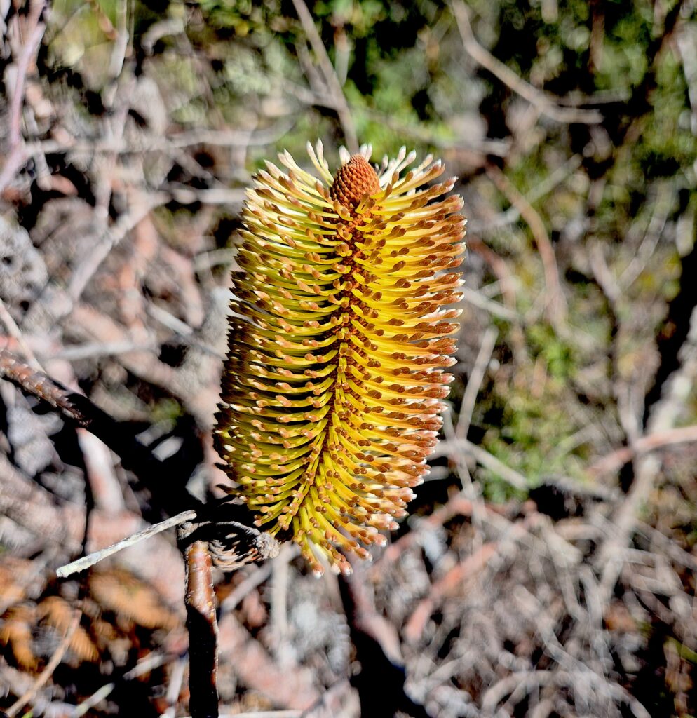 Banksia marginata at Big Lagoon (RC)
