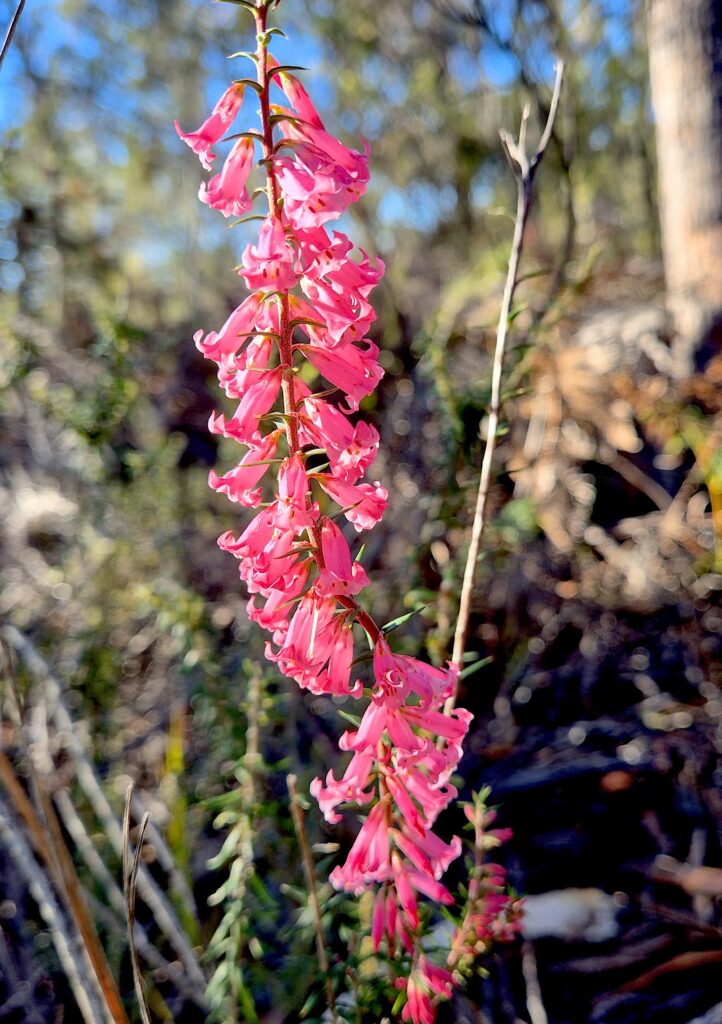 Epacris impressa at Big Lagoon (RC)