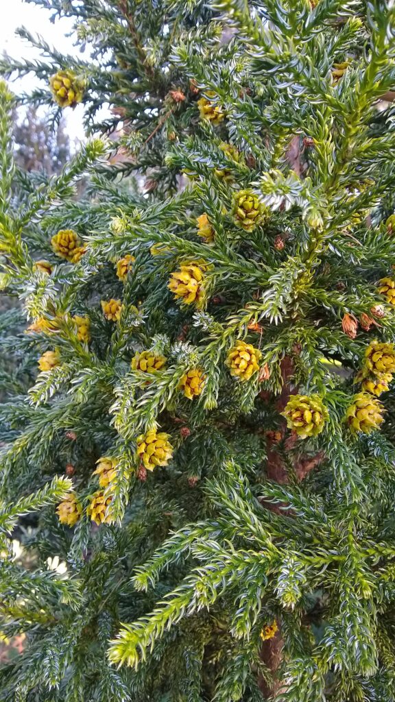 King Billy Pine (Athrotaxis selaginoides) LR